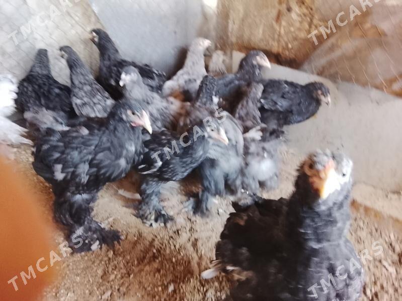 brama jüje - Çoganly - img 1