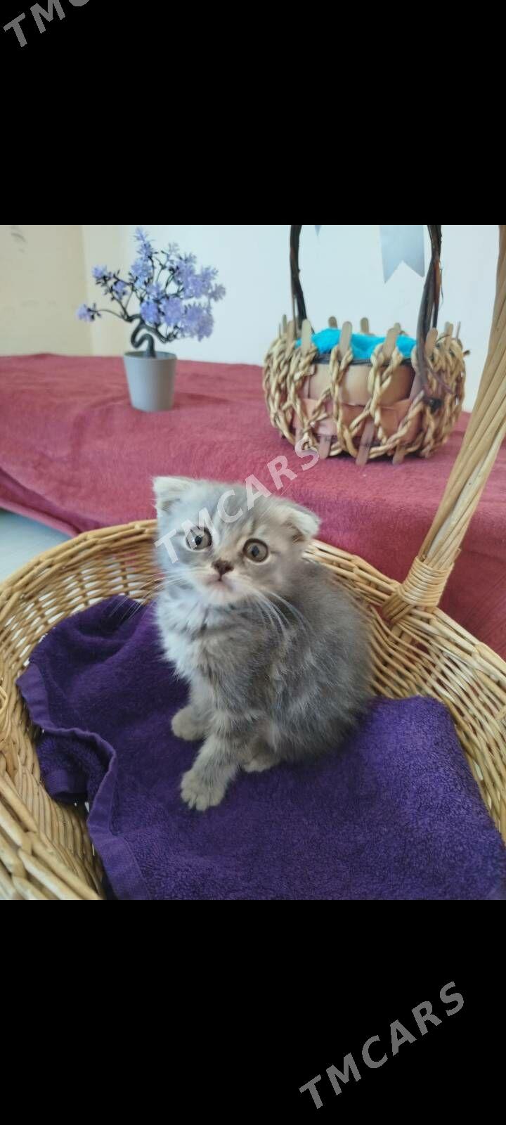 котята - Ашхабад - img 4