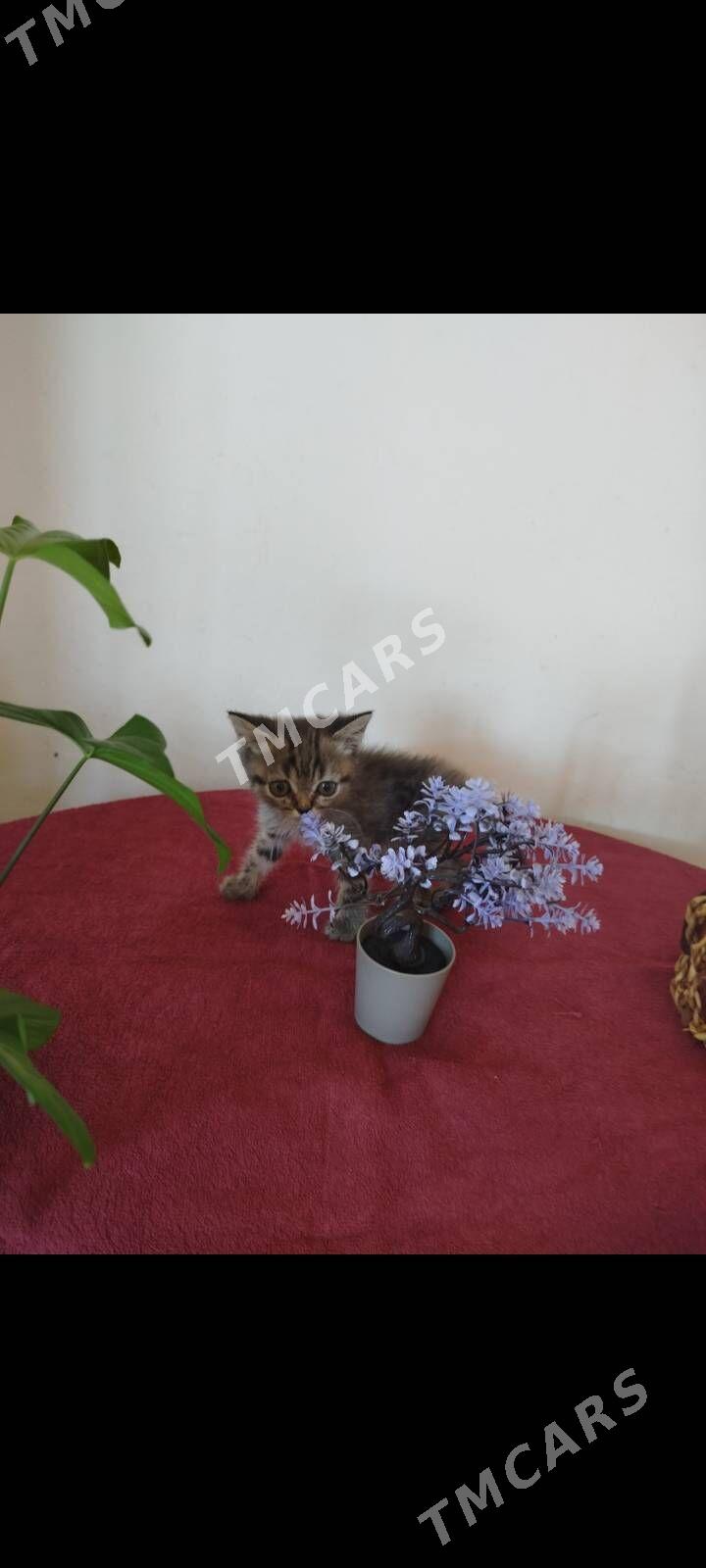 котята - Ашхабад - img 2