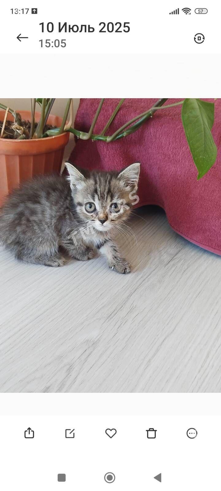 котята - Ашхабад - img 1