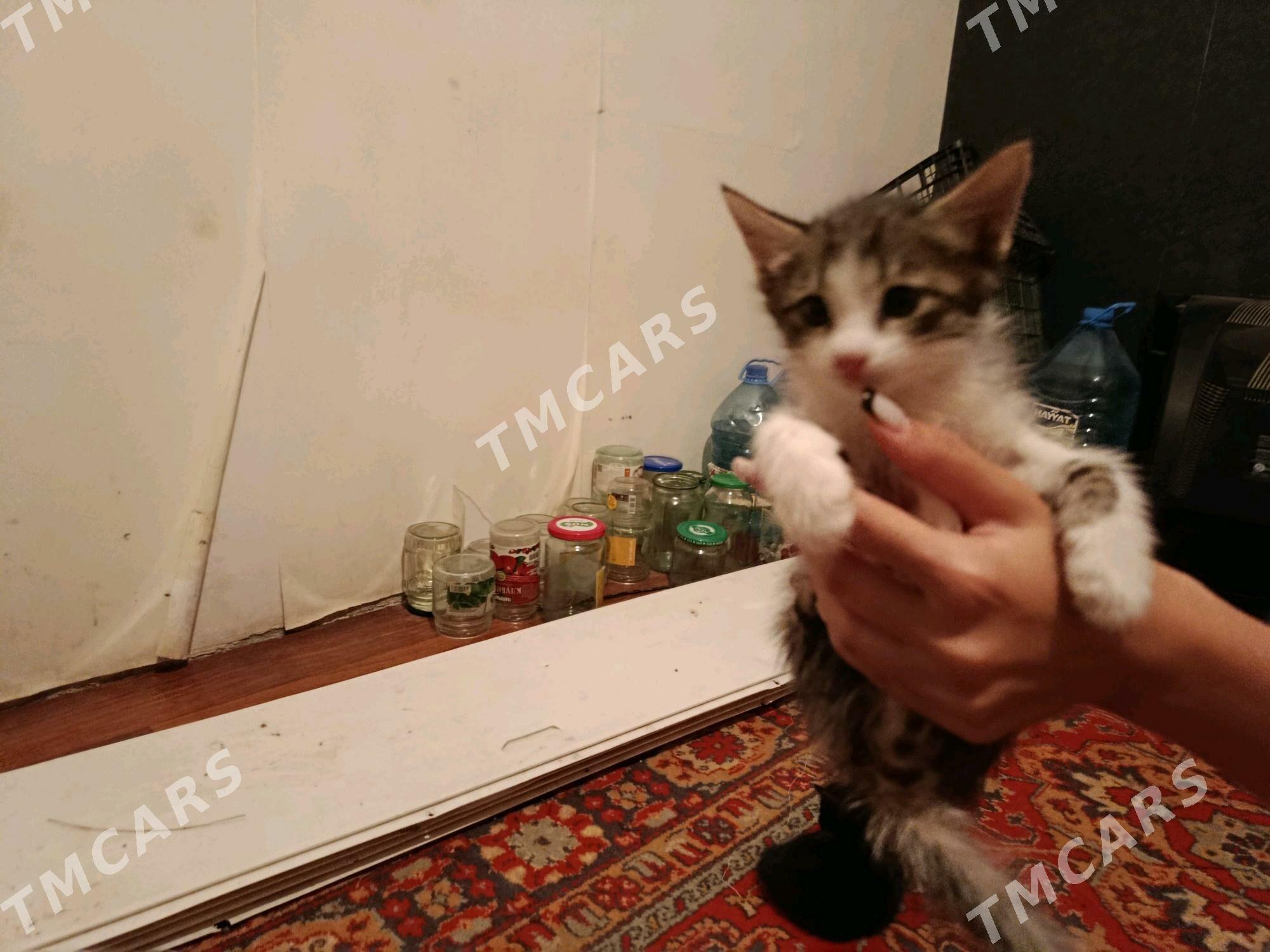  - Türkmenabat - img 3