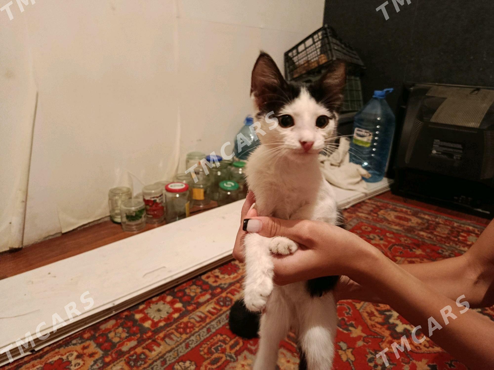  - Türkmenabat - img 2