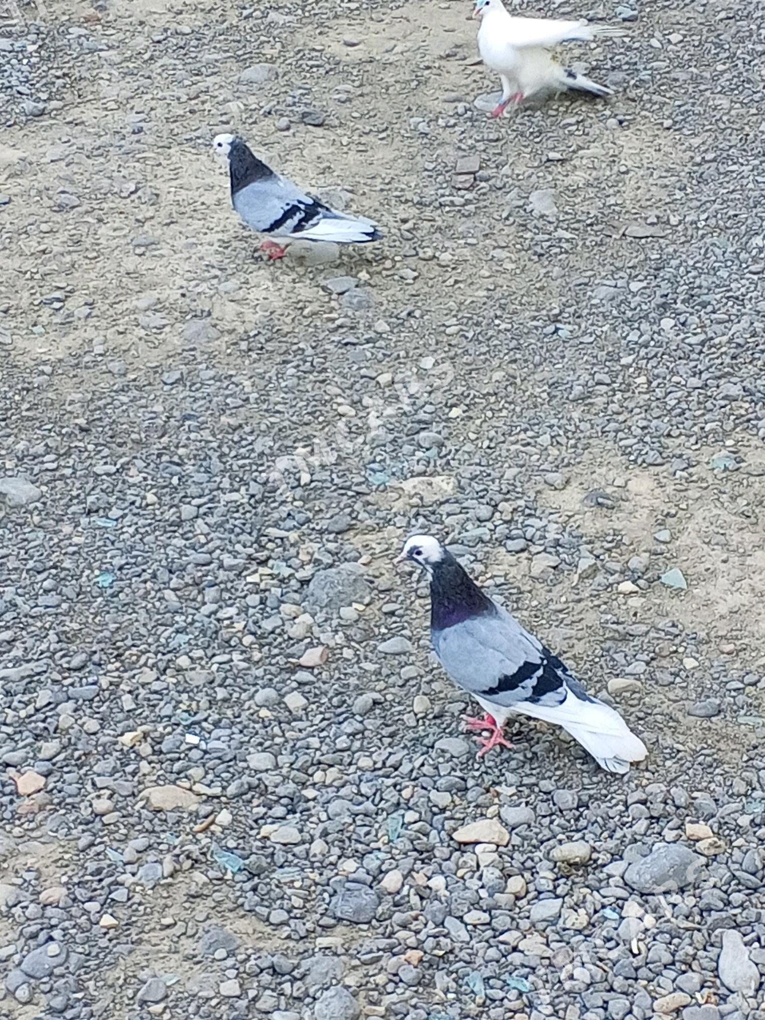 kepderi - Aşgabat - img 4