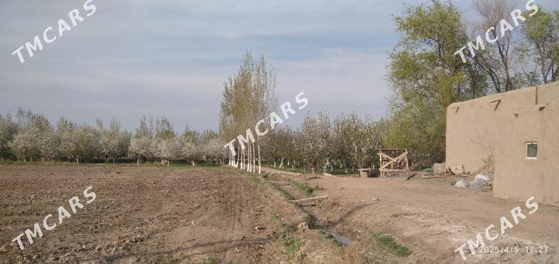 uçaska jaý - Görogly (Tagta) - img 2