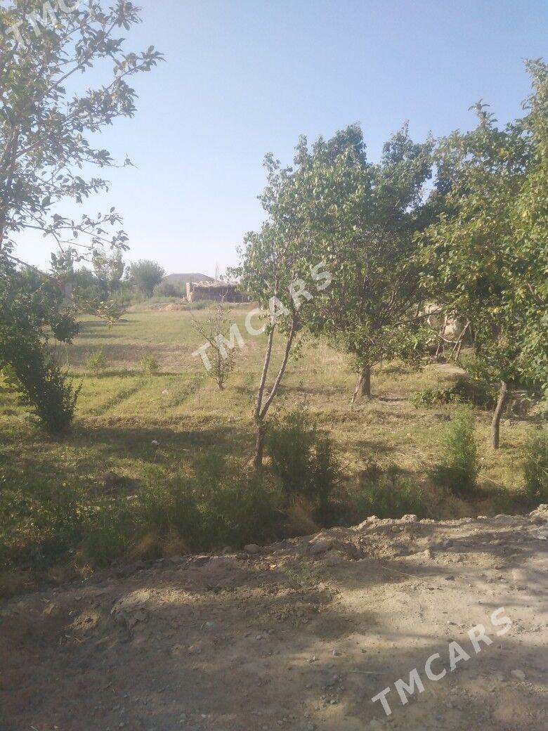 dilewar - Daşoguz - img 5