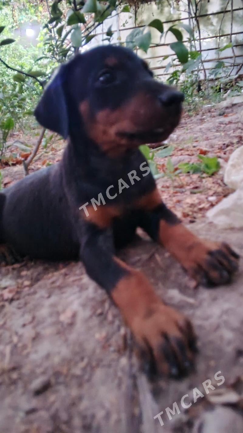 doberman güjik доберман щенки - Daşoguz - img 2