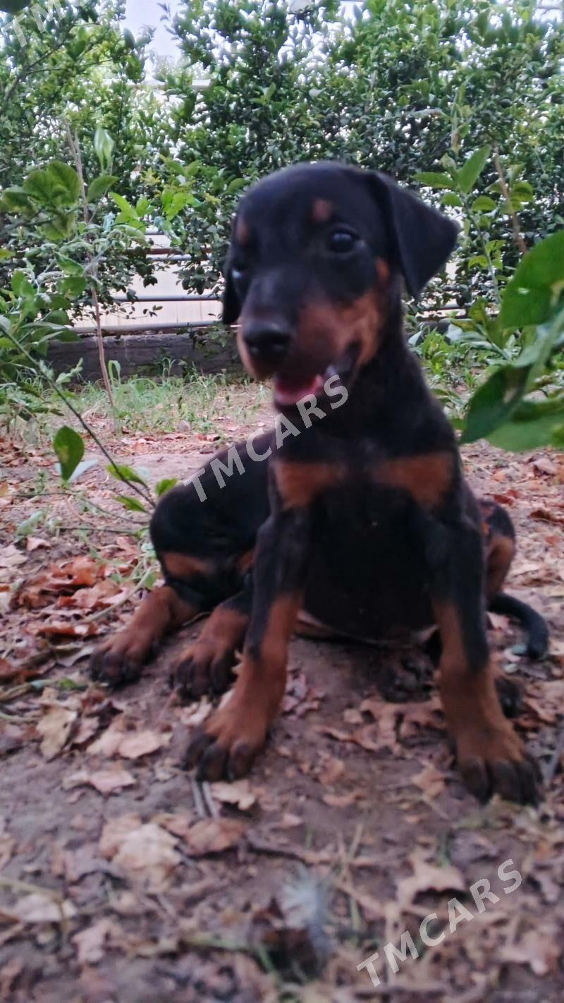 doberman güjik доберман щенки - Daşoguz - img 3