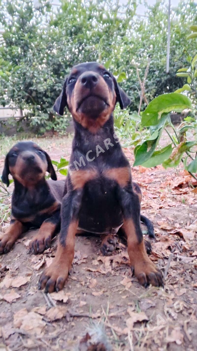 doberman güjik доберман щенки - Daşoguz - img 4