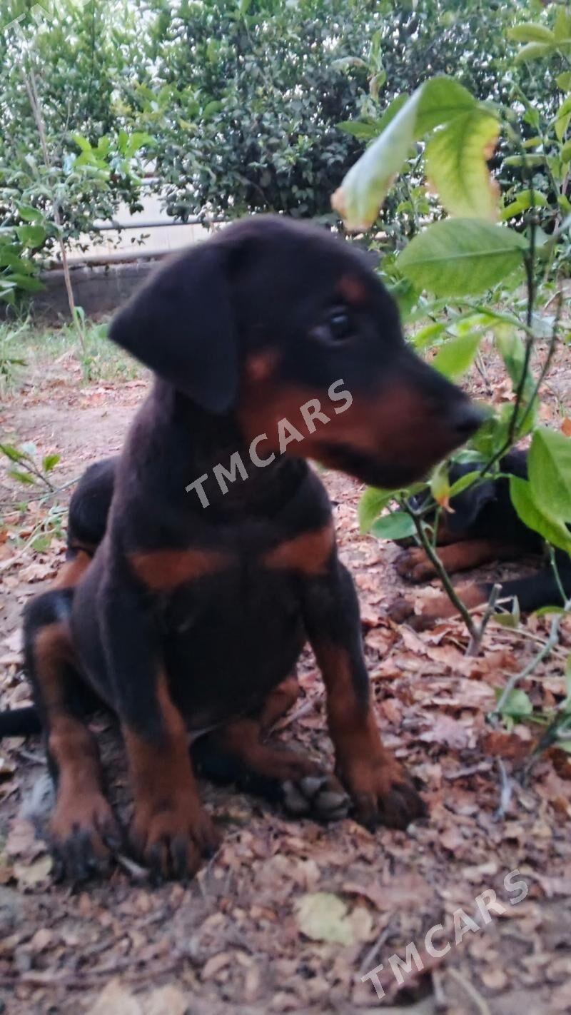 doberman güjik доберман щенки - Daşoguz - img 5