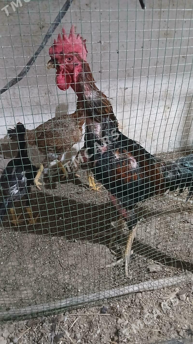 Sapbat - Türkmenabat - img 3