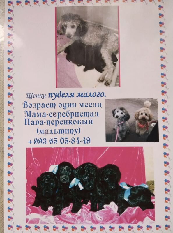 Щенки малого пуделя - Ашхабад - img 2