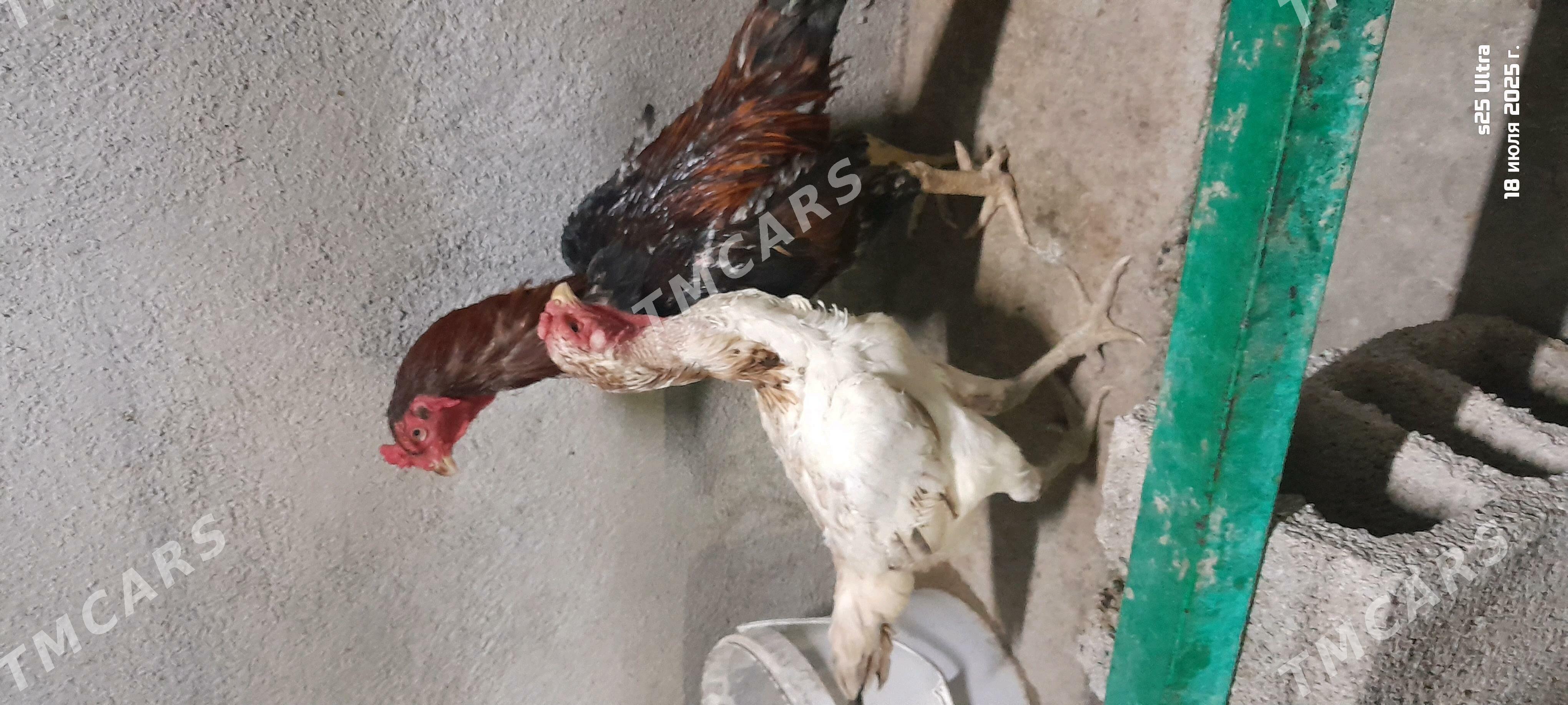 Taşkent towuk - Ak bugdaý etraby - img 2