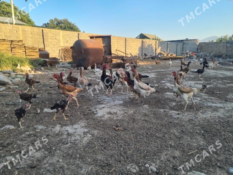 taŝket horaz we towuklar - Кëши - img 2