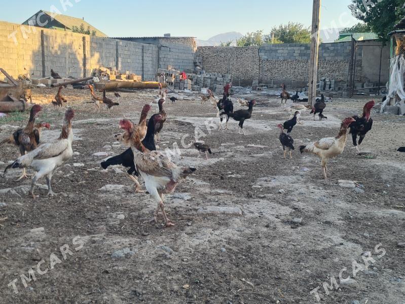 taŝket horaz we towuklar - Кëши - img 1