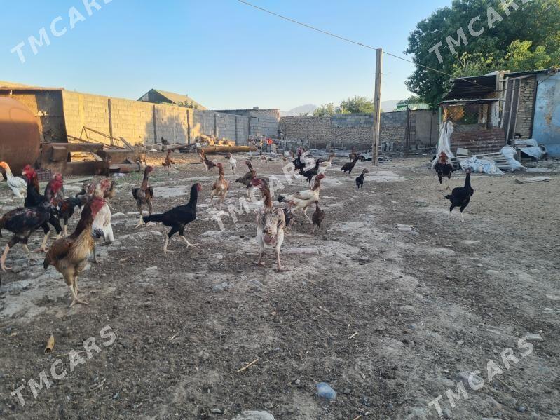 taŝket horaz we towuklar - Кëши - img 3