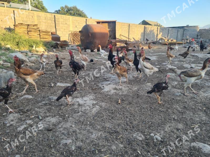 taŝket horaz we towuklar - Кëши - img 4