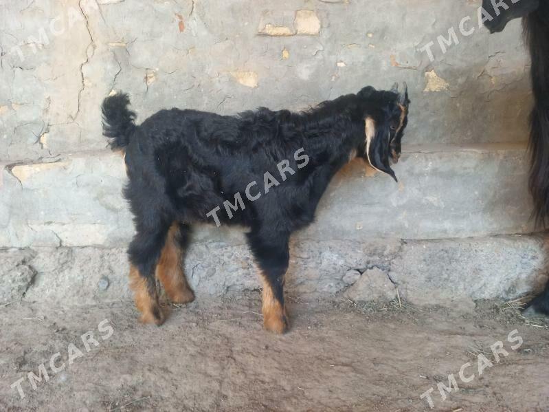 owlakly geçi - Мургап - img 2