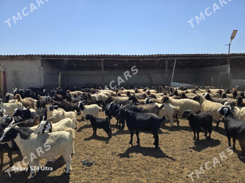 goyun geci msllar ba - Яшлык - img 3