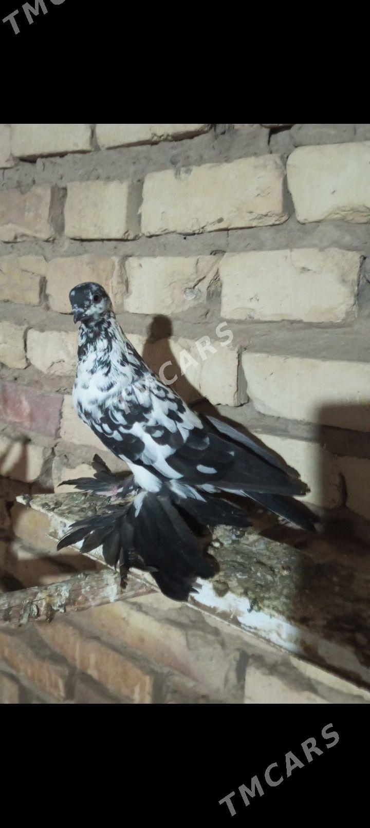 kepderi - Mary - img 2