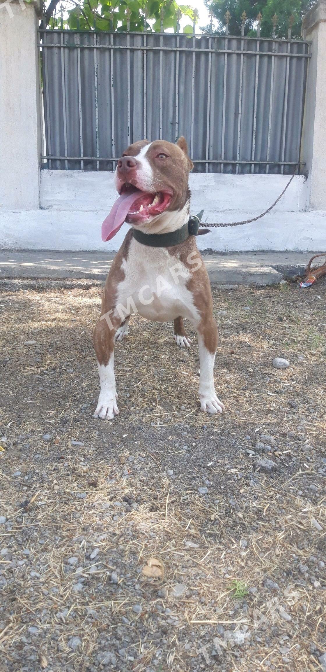 pitbull  obmen tel - Bekrewe - img 2