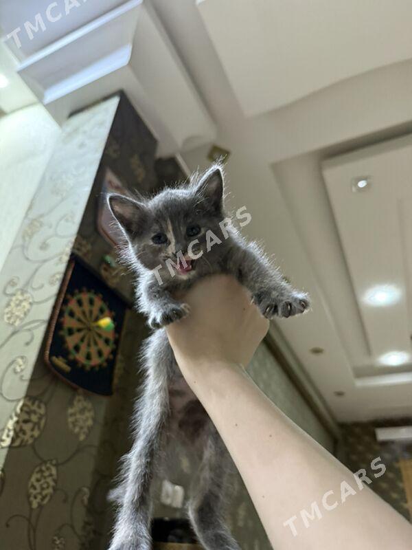 котенок - Анев - img 2