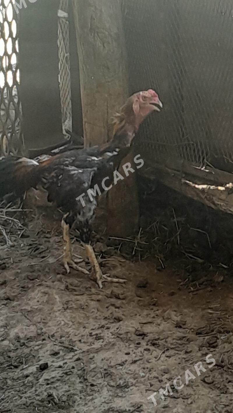 Baysy horaz - Sakar - img 2