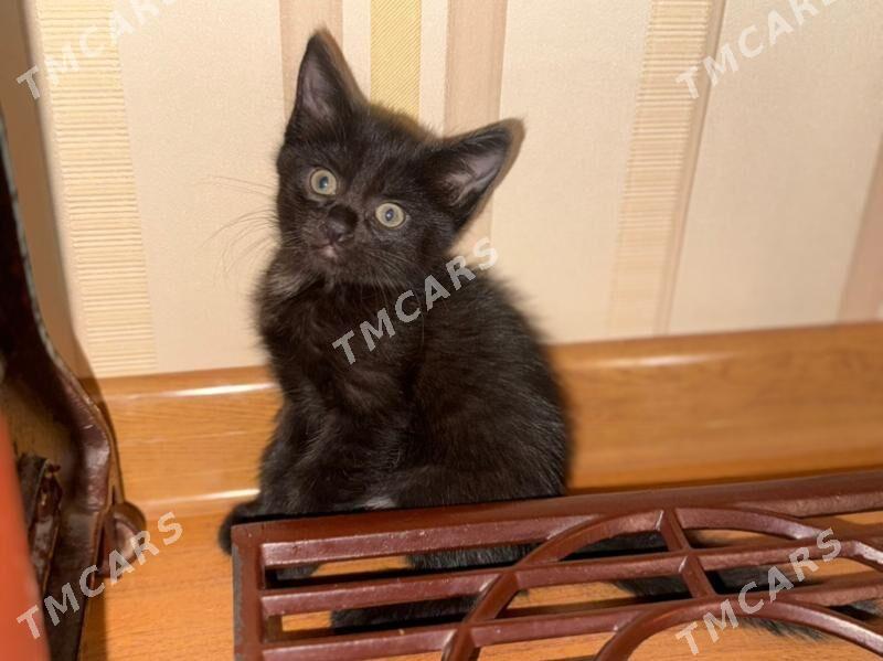 котенок - Änew - img 4