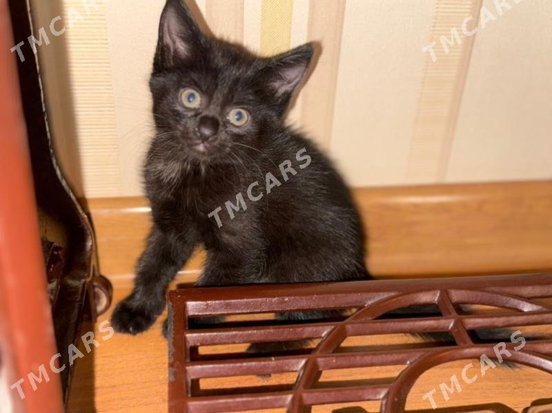 котенок - Änew - img 3