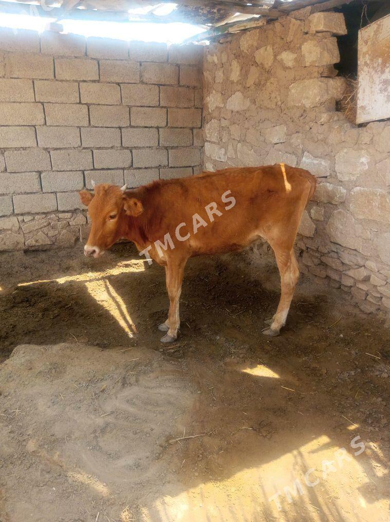 gacar we sygyr - Балканабат - img 2