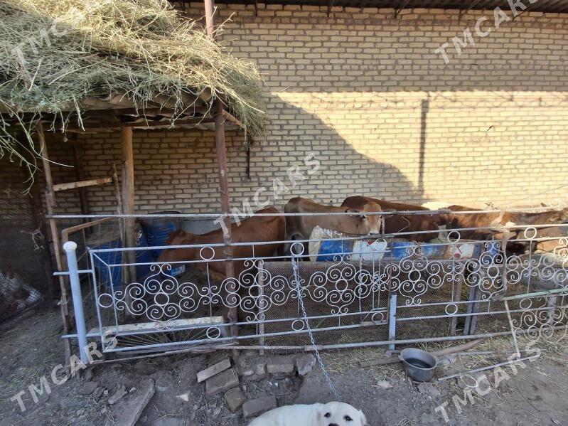 BAKYMLY UNAJYNLAR - Türkmenabat - img 2