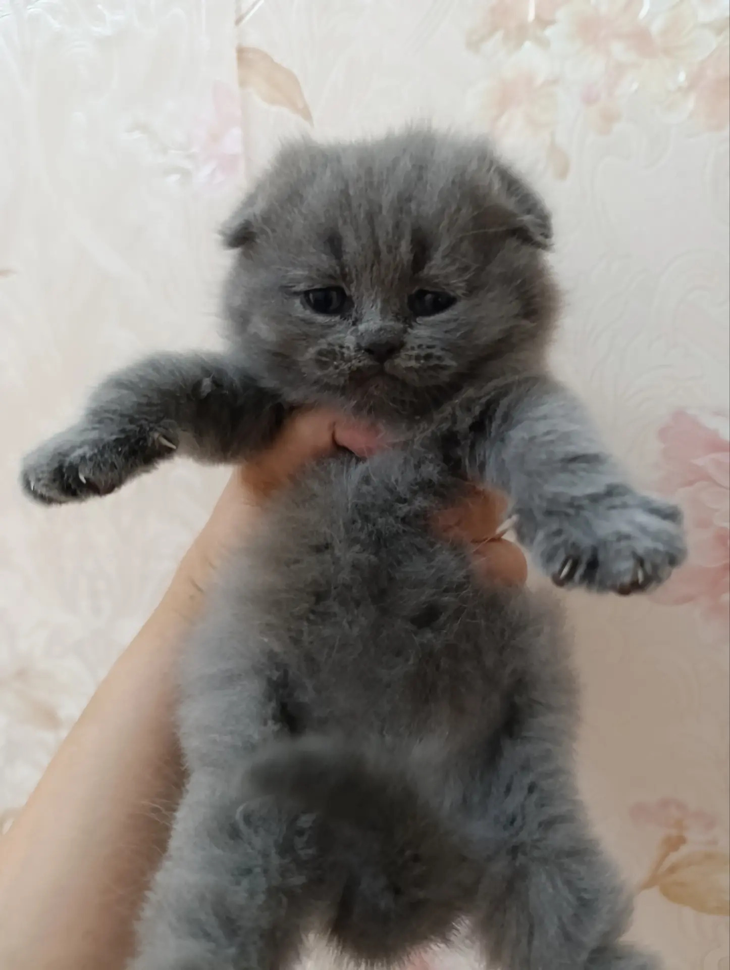 шотландские вислоухие котята - Ашхабад - img 7