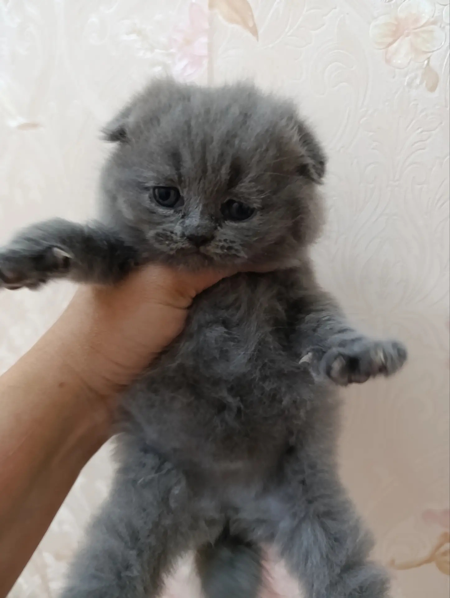шотландские вислоухие котята - Ашхабад - img 5