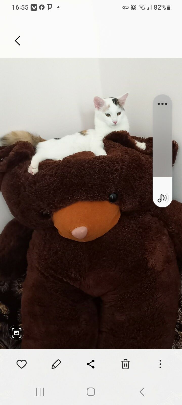 Трех цветный котёнок  - Ашхабад - img 8