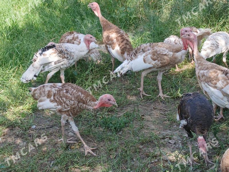 induk - Gökje - img 2