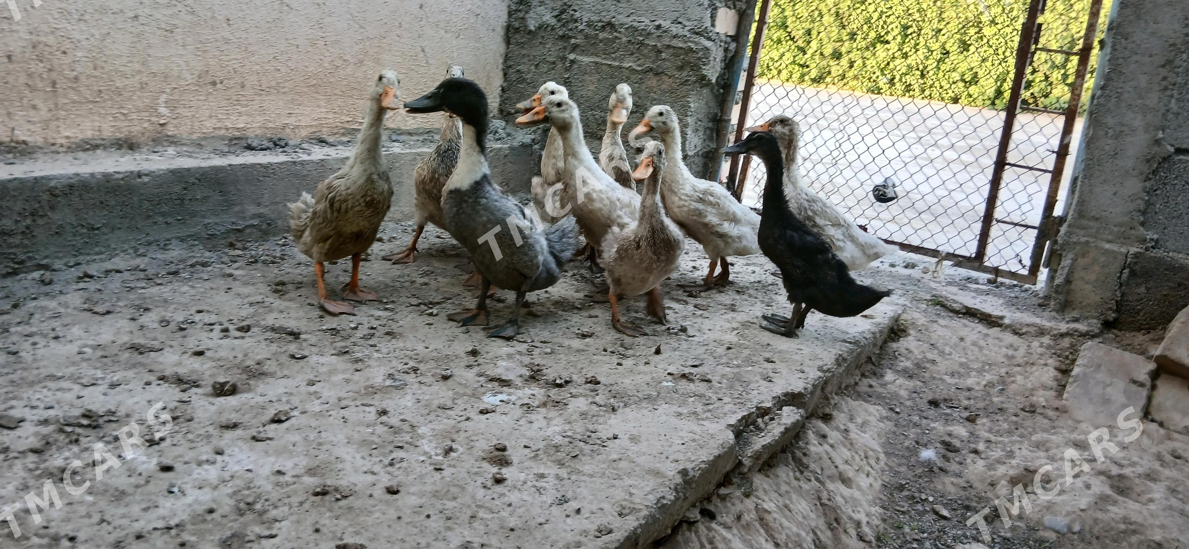 ORDEK GAK GAK - Änew - img 2