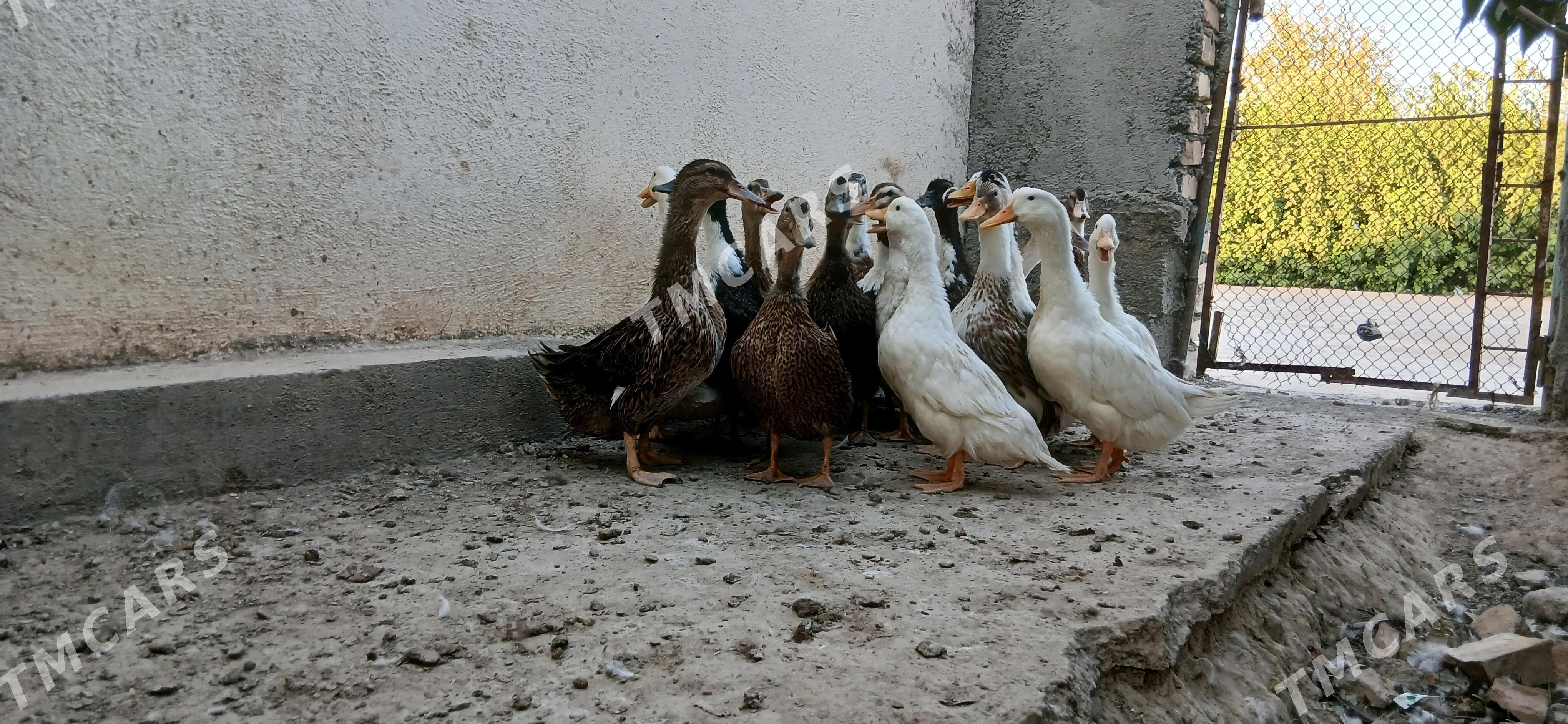 ORDEK GAK GAK - Änew - img 3
