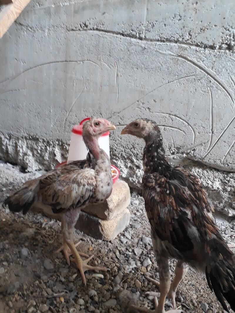 Taşkent  juyje - Änew - img 6