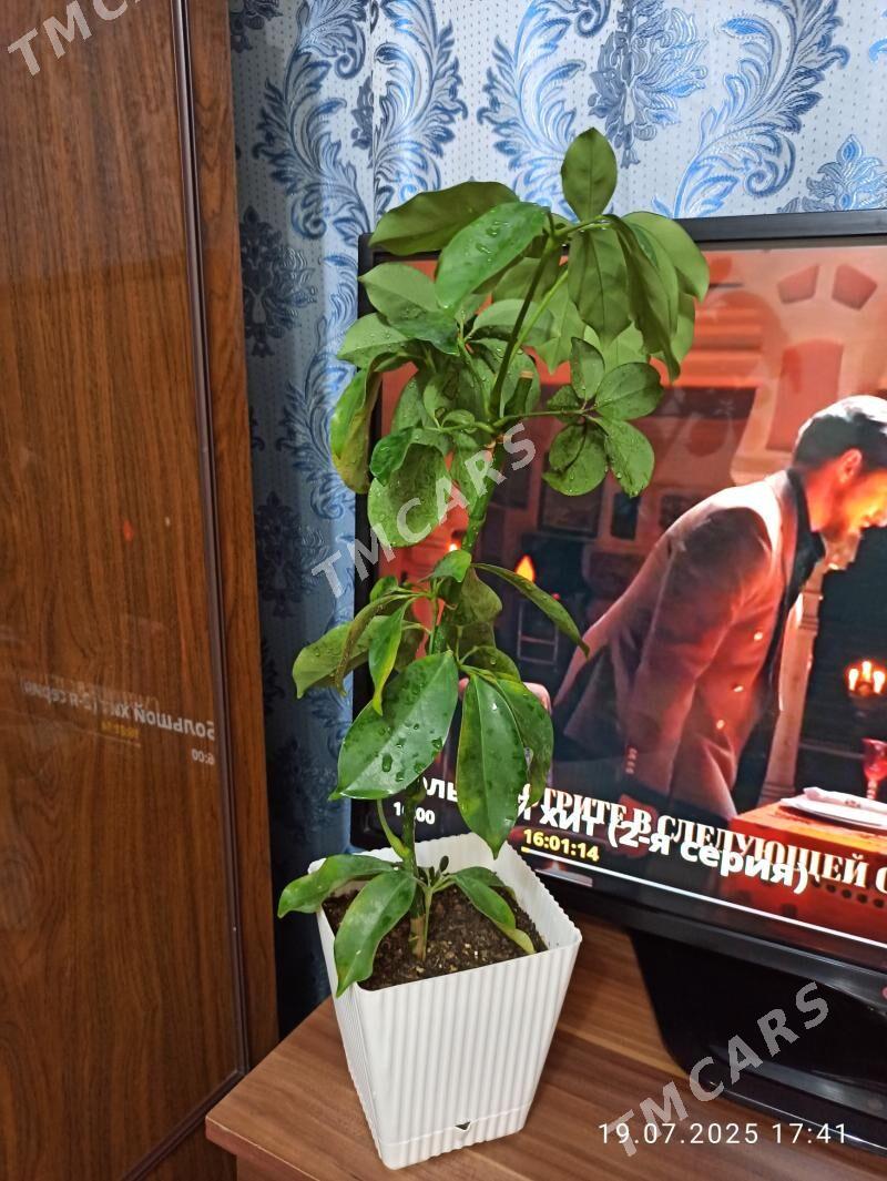 Домашние цветы - Байрамали - img 4