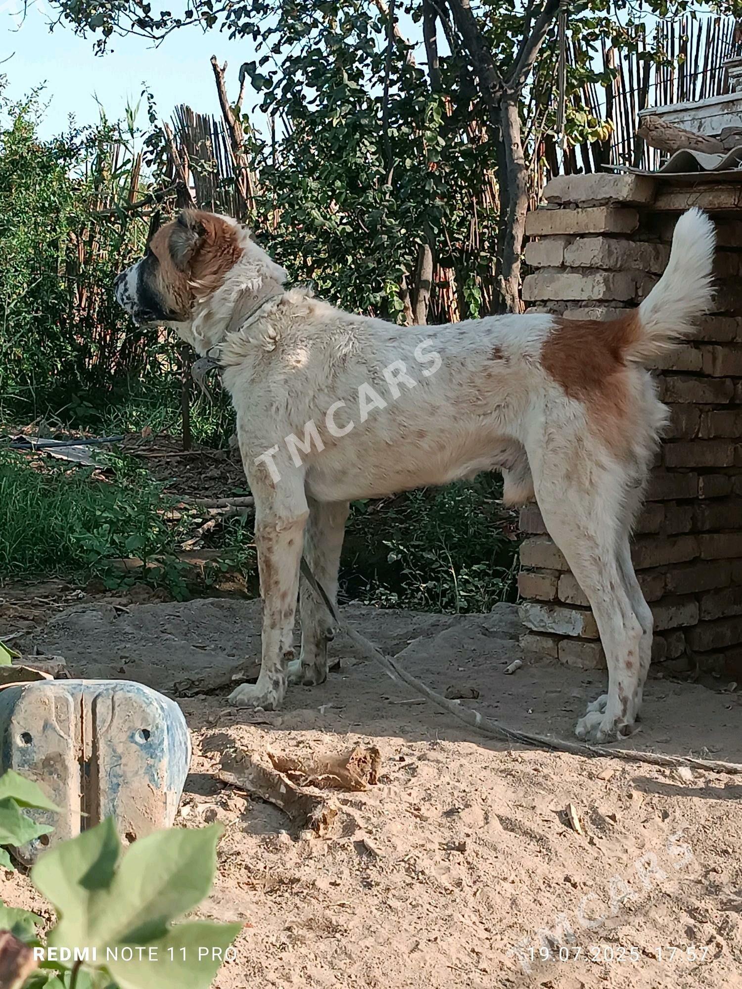 Алабай - Mary - img 2