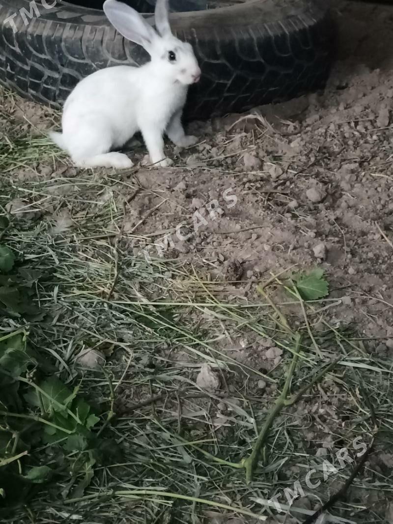 towşanlar - Saýat - img 2