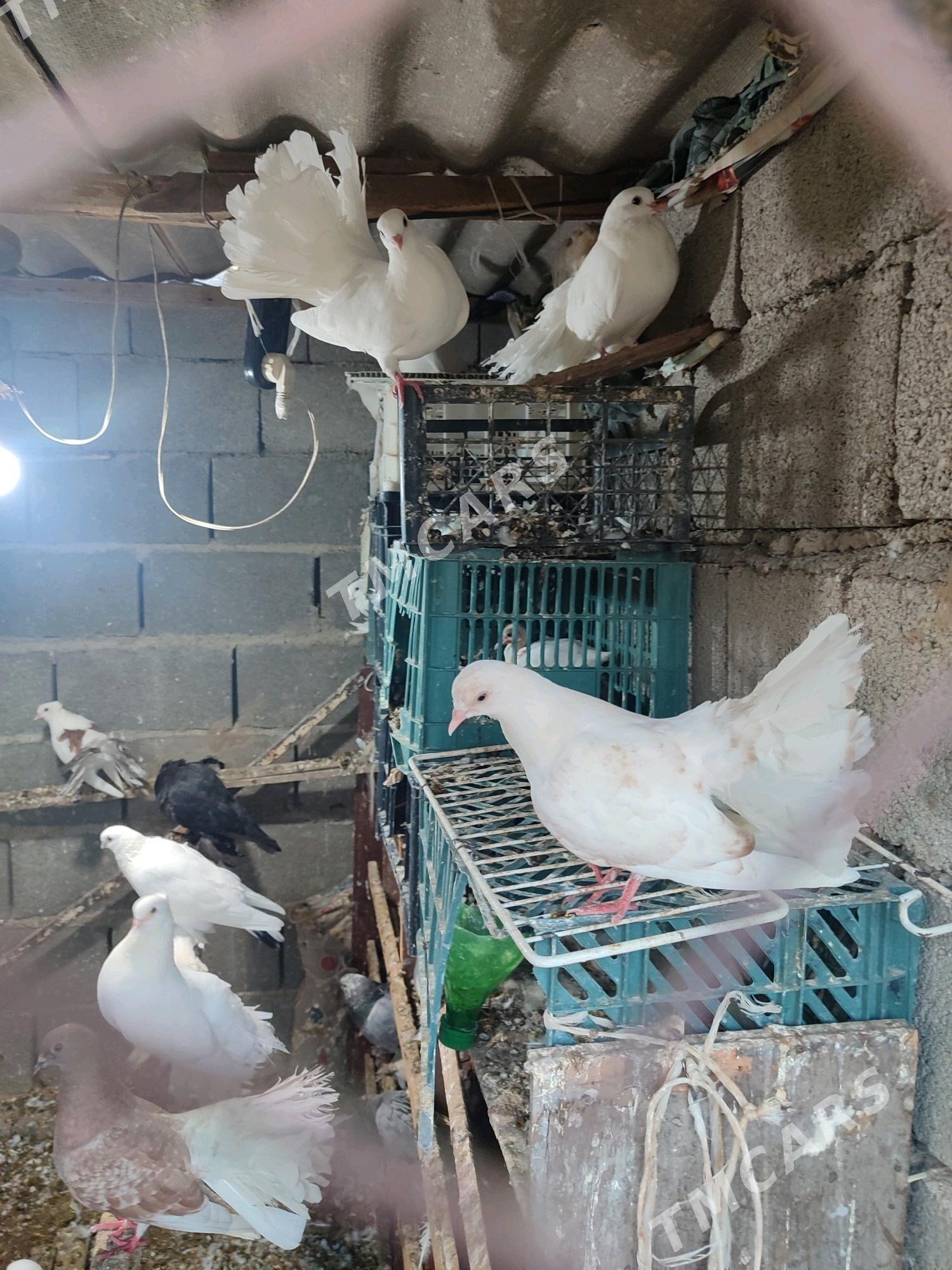 pawlin kepderi - Гёкдепе - img 2