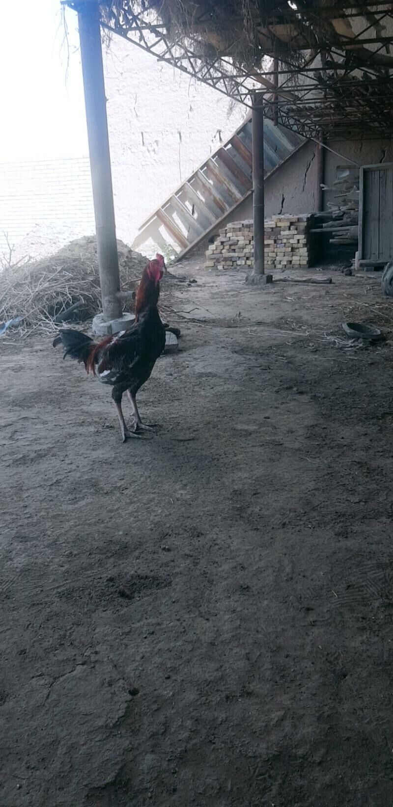 horaz - Halaç - img 2