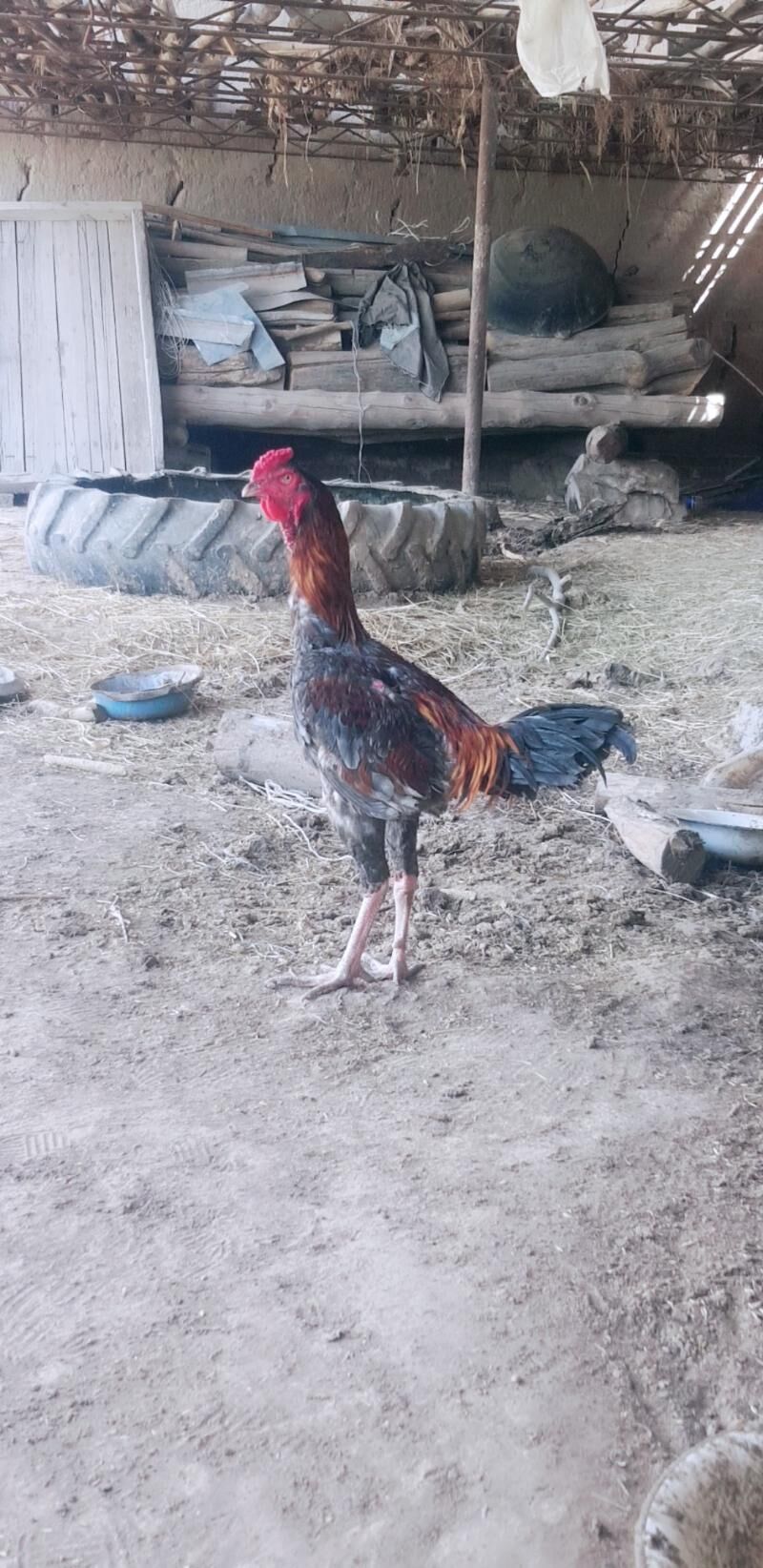 horaz - Halaç - img 3