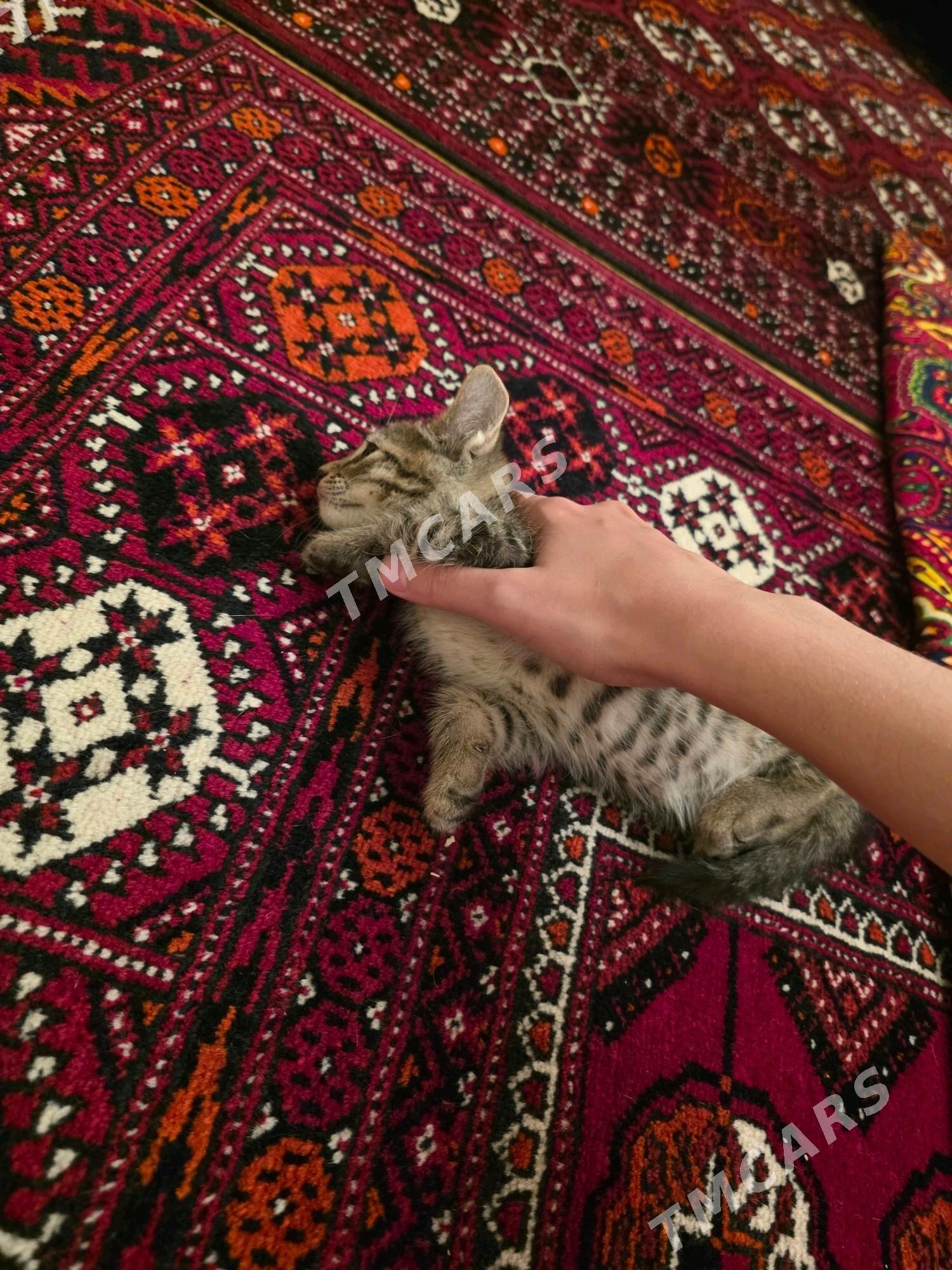 котёнок - Aşgabat - img 3