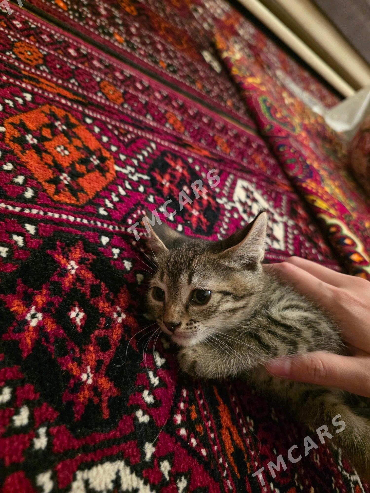 котёнок - Aşgabat - img 2
