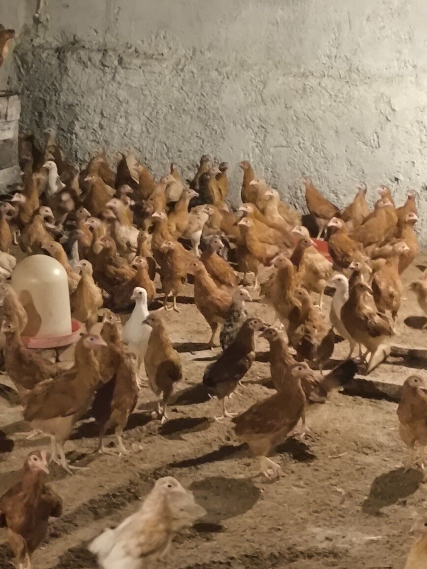 Jüje elin - Köşi - img 3