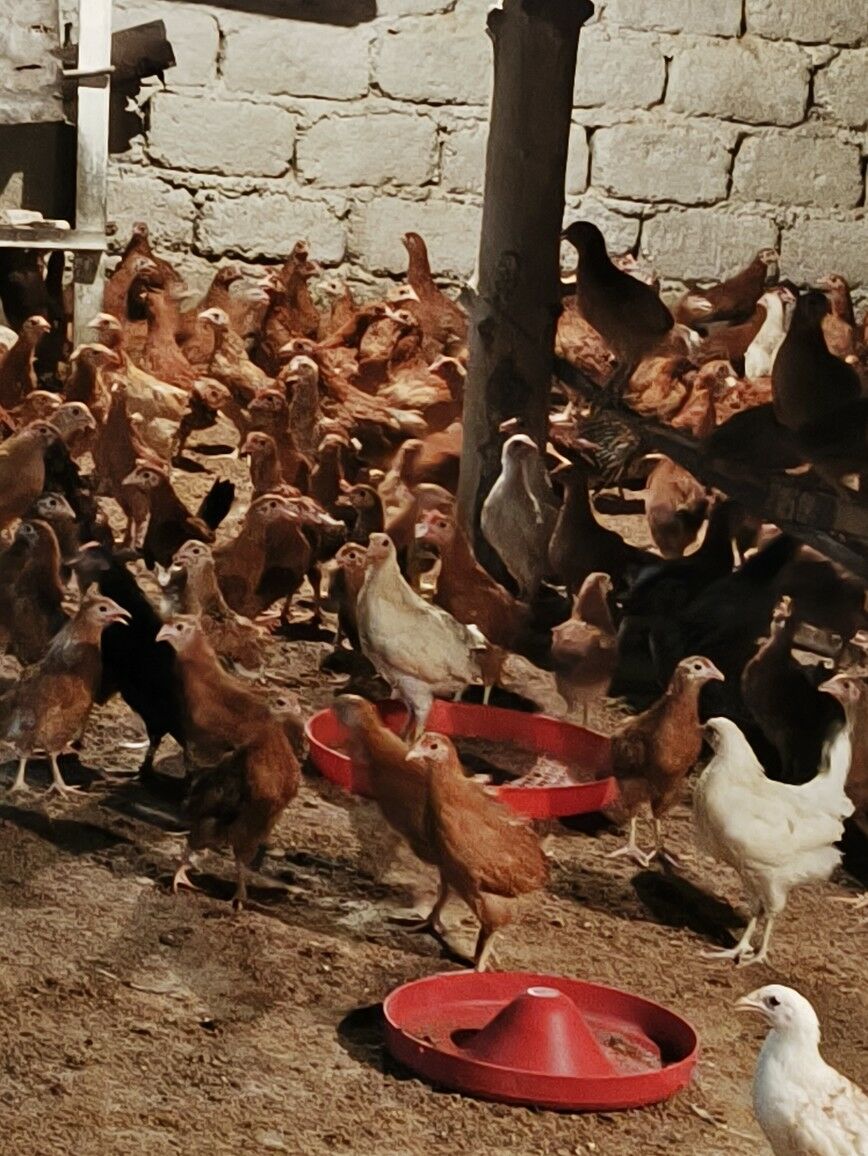 Jüje elin - Köşi - img 2