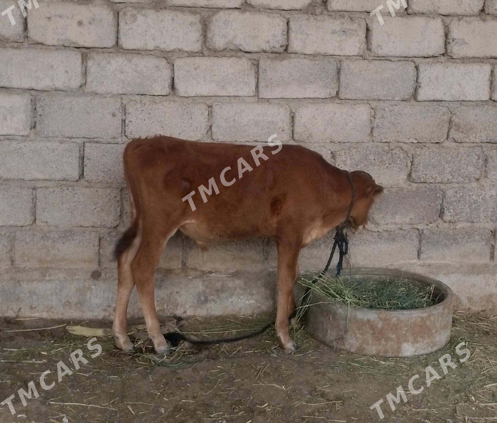 ökuzce - Яшлык - img 4