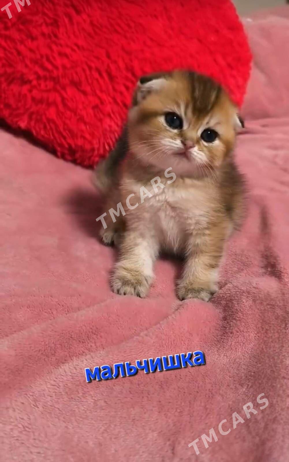 Шотландские котята - Aşgabat - img 2
