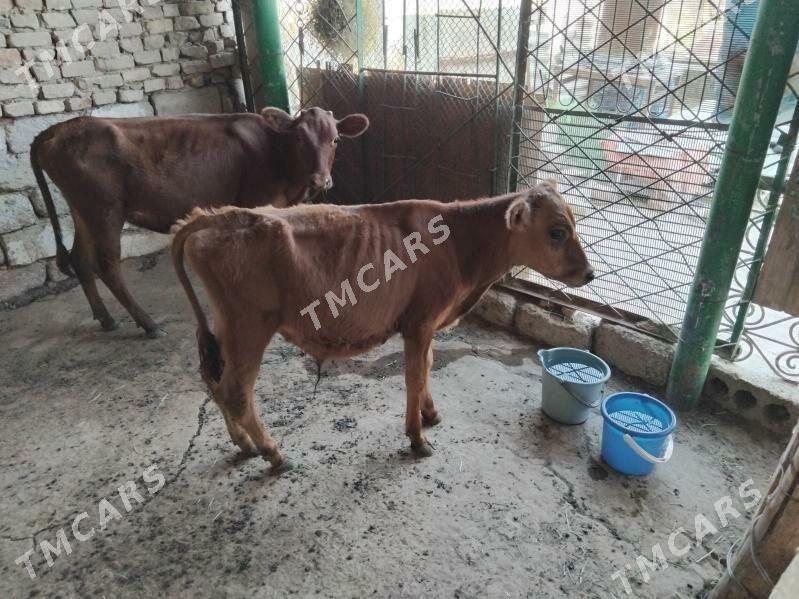 TÜWE HEM ÖKÜZÇE - Aşgabat - img 5